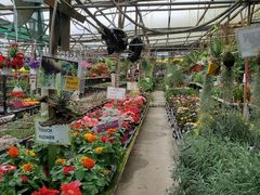 -金马仑薰衣草花园(Cameron Lavender)