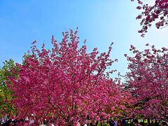 -石家庄市植物园