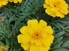 -南通博物苑-崇川人民公园