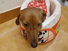 -Let's go狗咖·猫咖·奶狗·桌游(春熙路IFS店)