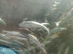 -东方巨龟苑景区