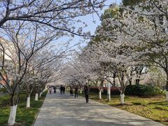 -高东镇樱花园
