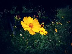 -三圣花乡旅游区