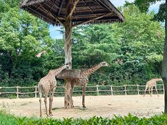 -上海野生动物园