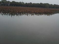 -荷塘月色湿地公园·向阳花洲