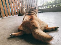 -柴犬高等学院·狗咖·柴犬售卖·宠物训练