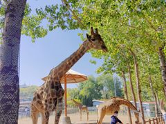 -大连森林动物园