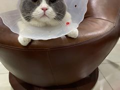 -纳吉亚猫专科动物医院·北北分院
