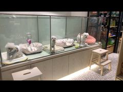 -momokira米努特·德文卷毛猫·棉花面纱犬