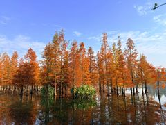 -白鹭湾湿地公园