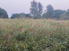 -嘉北郊野公园