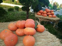 -蓬莱欧乐堡梦幻世界