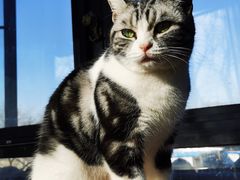 -猫小院猫主题餐厅(南锣旗舰店)