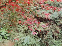 -杭州植物园
