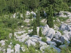 -原山国家森林公园