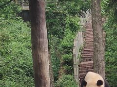 -中国大熊猫保护研究中心雅安碧峰峡基地