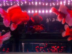 -三旗百汇商品城