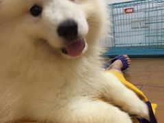 -翊宠yipet猫狗购宠庄园犬舍•猫舍