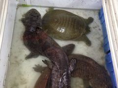 -潮信鱼头王(西环店)