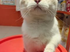 -三花喵·撸猫购宠·宠物生活馆(虹桥南丰城店)