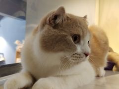 -Meowの猫咖(万家丽店)
