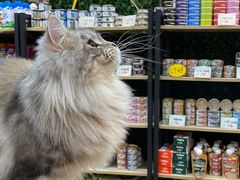 -1013 PET SHOP精品宠物商店(丁香店)