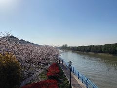 -高东镇樱花园