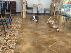 大堂-共舞时光猫咖·狗咖(新街口店)