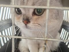 -宠颐生动物医院·猫科·心脏科(海口分院)