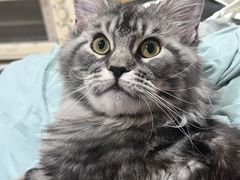 -嘉馨宠物医院·CT影像转诊·心脏科·犬猫全科诊疗中心(下沙大学城院区)