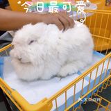 兔兔怎么这么可爱[笑哭][笑哭][笑哭]