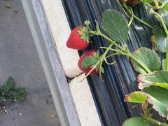 -甜心庄园·甜心草莓采摘园(西青中北店)