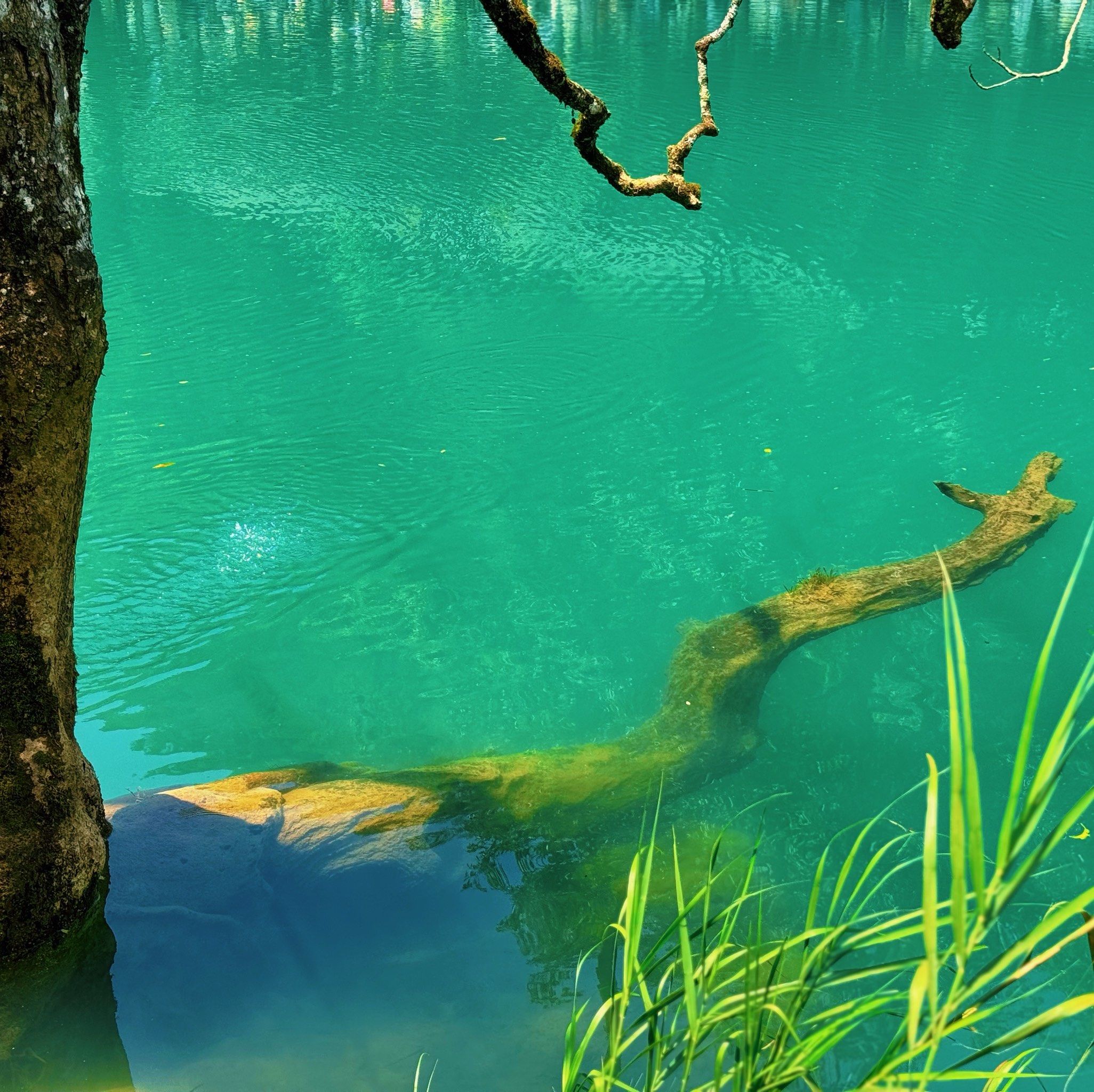 蒸紫薯水为什么是绿的百科在线