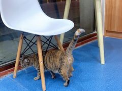 -创凡宠物医院·骨专科  猫科中心(西乡分院)