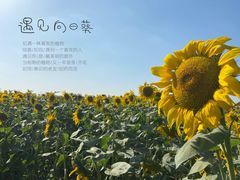 -映月湖中央公园