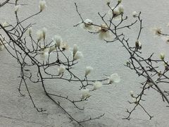 -黎阳老街