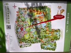 -上海共青森林公园