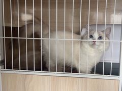 -Bastet sally猫舍购宠(静安店)