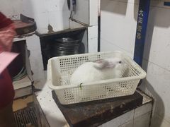 -东吴霸王兔(松青路店)