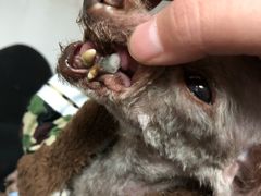 -瑞鹏宠物医院·爱宠堂·骨外专科(西荷分院)