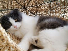 -飞行喵MR PILOT|猫舍·猫咖(静安大融城店)