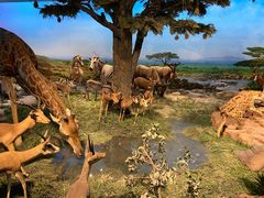 -国家自然博物馆