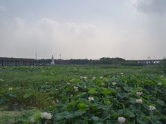 -荷塘月色湿地公园·向阳花洲