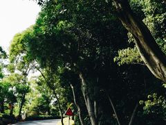 -板樟山森林公园