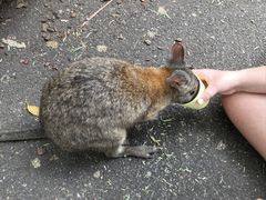 -费瑟代尔野生动物园