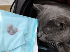 -伟伟宠物医院·CT影像中心·瑞派犬猫综合性门诊(汉口总院)