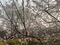 -燕郊植物园