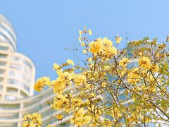 -洲头咀公园
