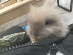 -神奇动物撸宠馆·羊驼·小浣熊·异宠(豫园店)