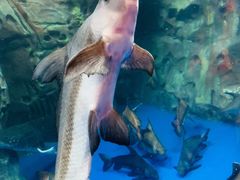 -上海海洋水族馆